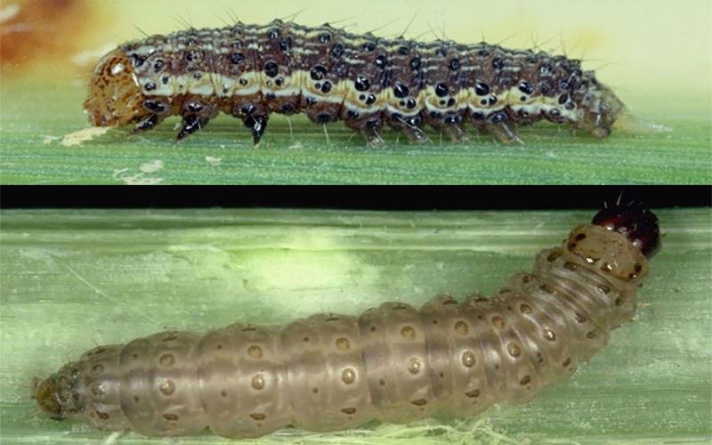 Two common caterpillar pests of corn. Top: Corn earworm caterpillar. Bottom: European corn borer.