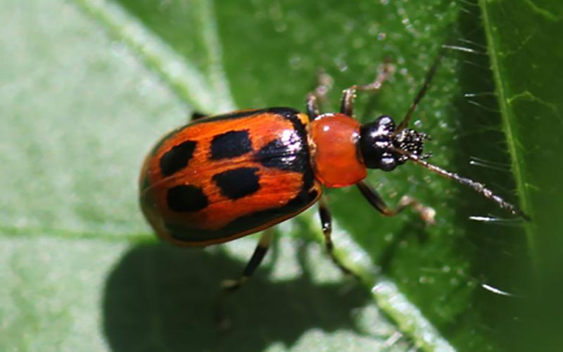 Small beetle that is red with four black rectangles on back on a green leaf.