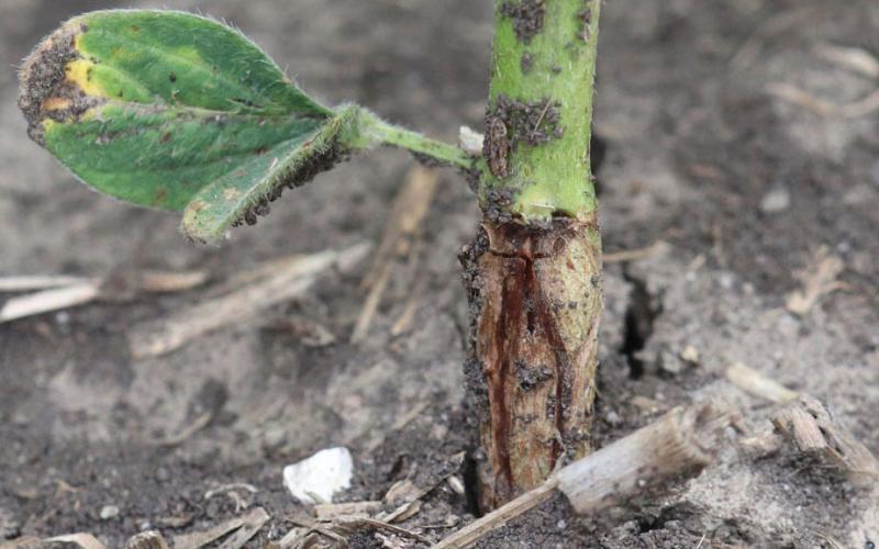 Base of soybean stem with orange larvae present under the epidermis.