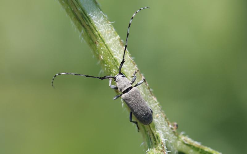 Gray beetle with long antennae that are alternating white and black pattern on green leaf petiole.