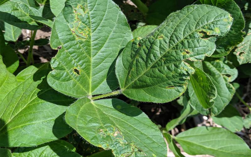 Soybean leaves with several bright green lesions progressing into tears with brown crusting along the edges.