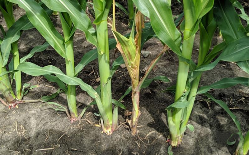 Corn plants with noticable rotting near the bottom stem.