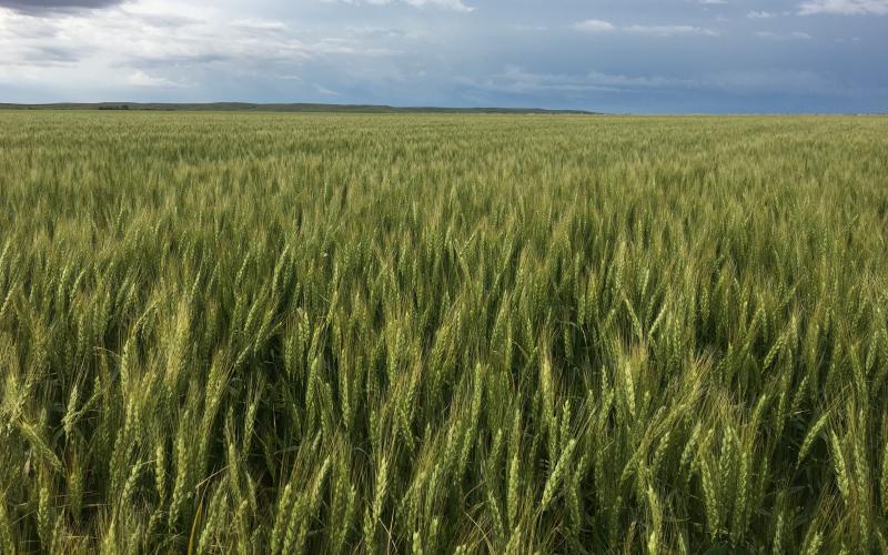 A sprawling wheat field with gray, mostly cloudy skies in the background.