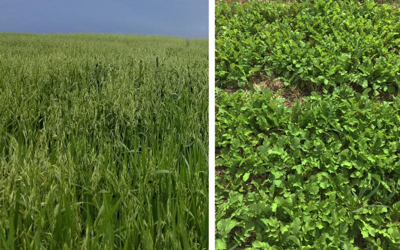 Two groups of cover crops. Left: Oats. Right: Radish.