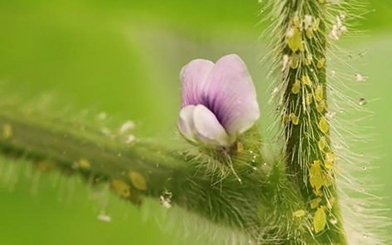 Small, green soybean aphids on a green, soybean stem with pink flower.