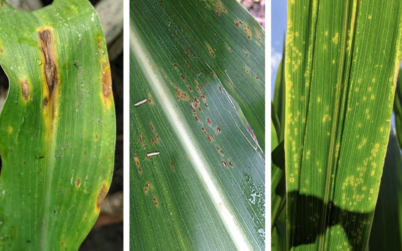 Symptoms of three common corn diseases. From left: anthracnose leaf blight, common rust and eyespot.