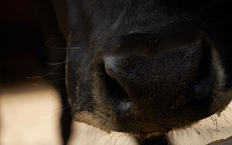 Face and nose of a black cow.