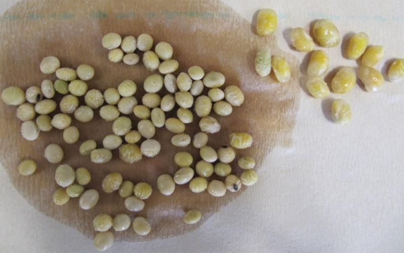 A group of soybean seeds drying on a paper towel. A small group of 13 damaged, swollen seeds is set aside from the pile.