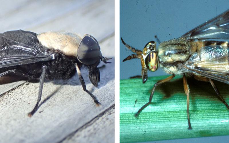 Two flies side-by-side. The left fly is a Western horse fly. The right fly is a deer fly.