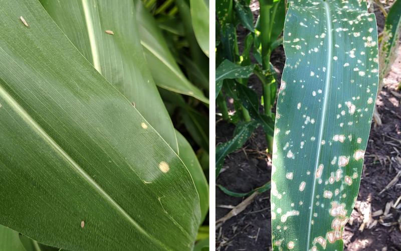 Two corn diseases displayed side-by-side. The left corn plant has holcus spot lesions on its leaves. The right has paraquat drift injury.