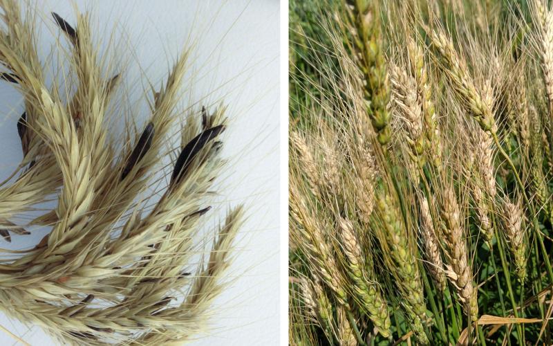 Two diseased wheat plants side-by-side. The wheat heads on the left have ergot bodies throughout. The wheat plants on the right are infected with Fusarium head blight.