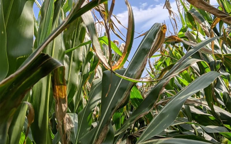 A corn field with several plants displaying long, tan to gray lesions on their leaves.