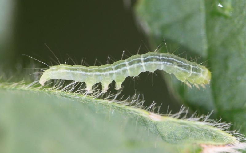 Green caterpillar with white stripe present on the side of the body. Caterpillar has three pairs of abdominal prolegs.