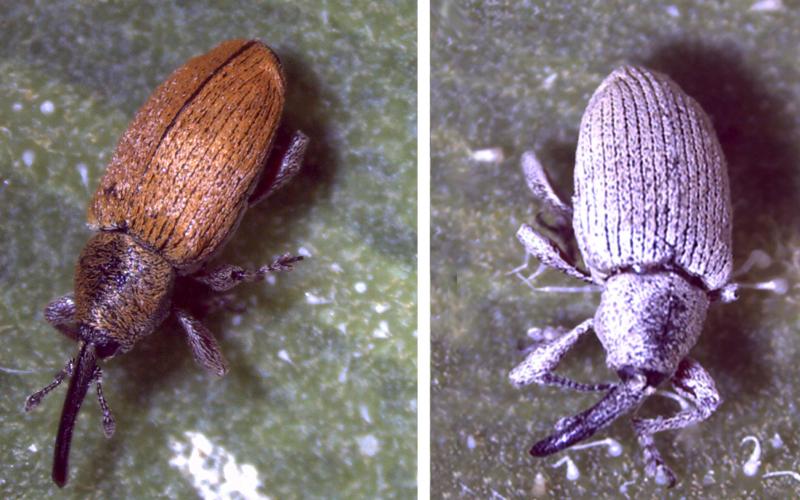 Two sunflower seed weevils side-by-side. The weevil on the left is red and the weevil on the right is gray.