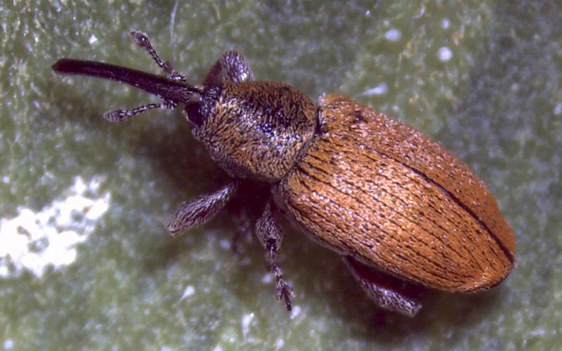 Small beetle with elongated black snout. Beetle is red-orange in color.