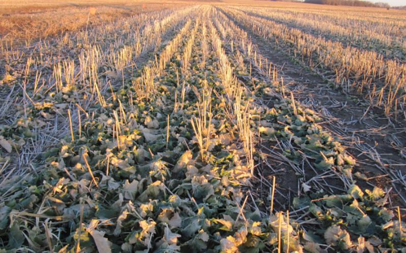 Cover crops planted in a harvested oat field.