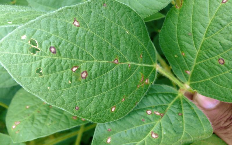 Soybean leaves with small, white lesions with red-to-purple halos throughout.