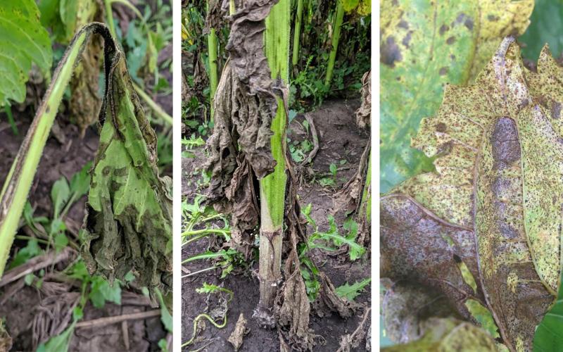 Symptoms of three emerging sunflower diseases. From the left: Bacterial Stem Rot, Sclerotinia Basal Rot, and Sunflower Rust.