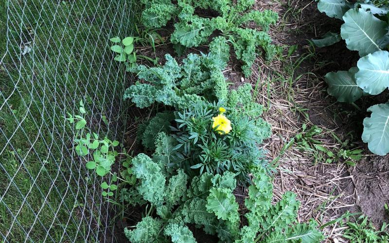 A companion planting of kale, pole beans, and marigolds in a small garden plot.
