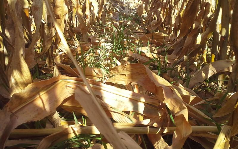 Green blades of rye growing amongst brown corn stalks.