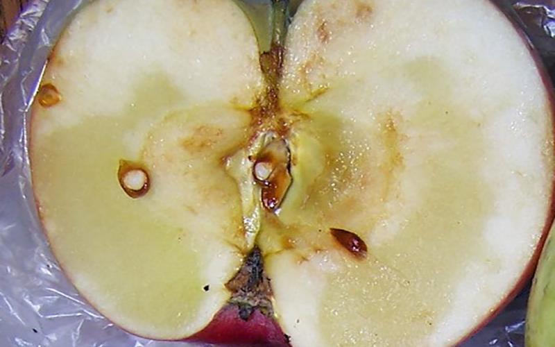 An apple sliced in half revealing a ripe core and brown seeds.