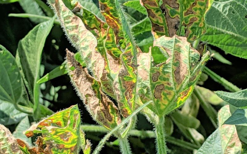 Soybean plant with with yellow-chlorotic blotches between leaf veins and noticable browning due to sudden death syndrome.