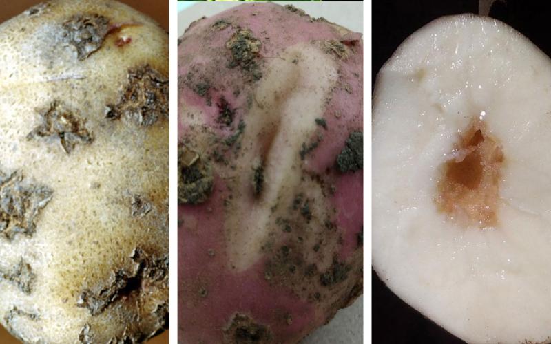 Three common potato issues. From left: Potato scab, knobbing and cracking, and hollow heart.