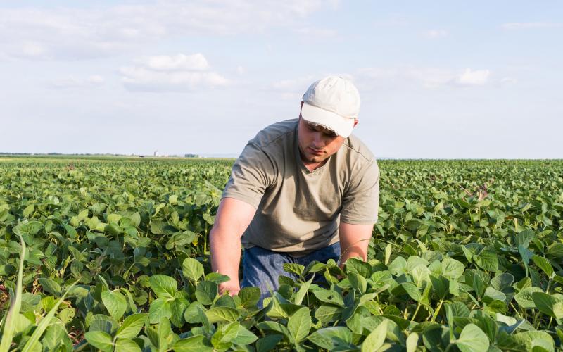 A young man in a gray shirt and white cap scouting a soybean field for soybean aphids.