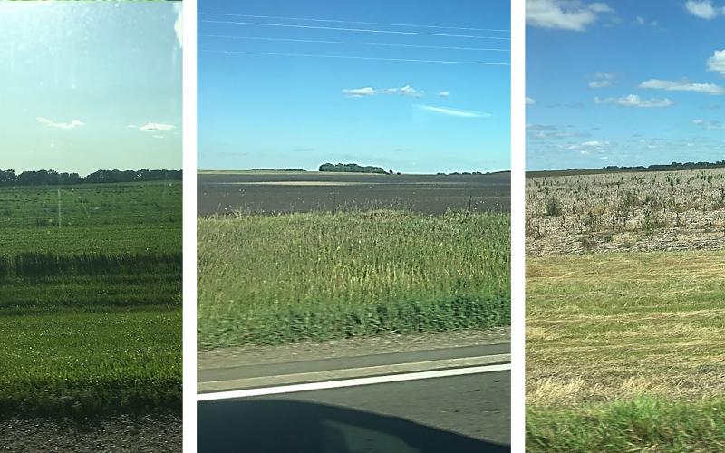 Three South Dakota fields that claimed prevent plant. The first field is planted with a cover crop. The second field has no cover crops, but tillage was completed to control weeds. The third has no cover crops and weeds are growing throughout.