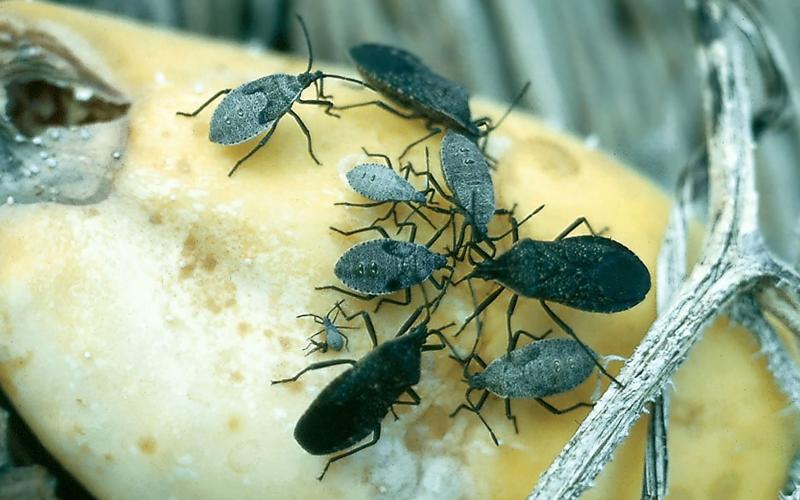Black and grey bugs of different sizes feeding on a yellow squash.