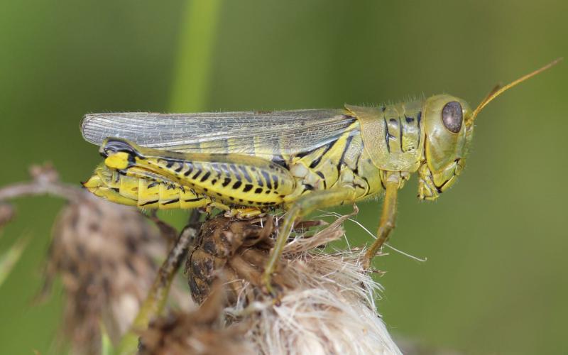 Green and yellow grasshopper with black chevron markings on hindlegs.