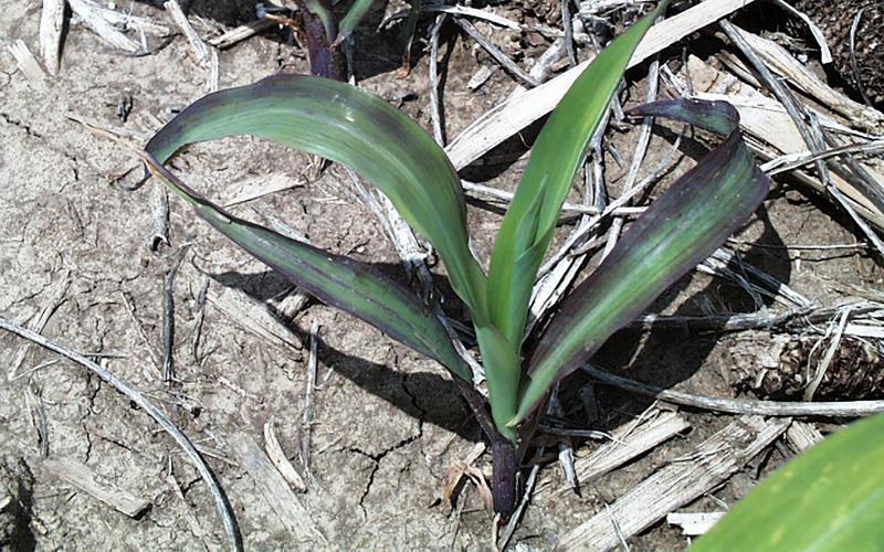 A stunted planting of corn with purple coloring on its leaves.