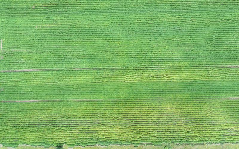 An aerial view of a soybean field with noticable rows of yellowing plants due to SCN infection.
