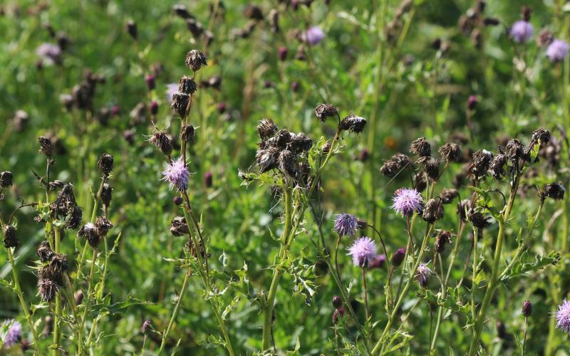 Canada thistle growing in a pasture.