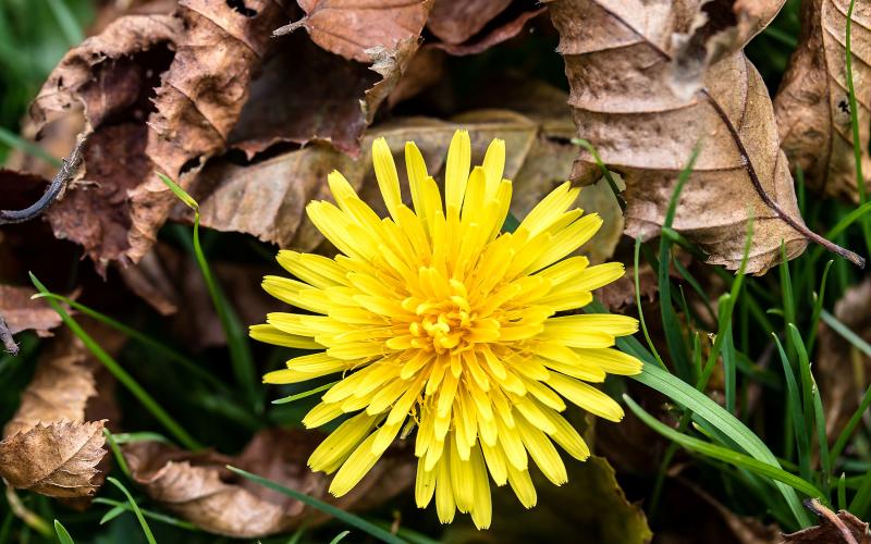A yellow dandelion growing among fall leaves in a yard.