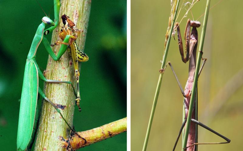 Two common praying mantises. The English mantis and the Chinese mantis.