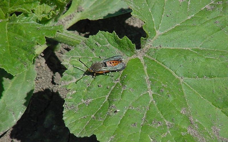 Orange and metallic green moth resting on a green leaf.