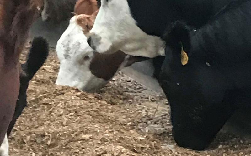 Black and red feedlot cattle eat corn silage from a feed bunk in South Dakota.