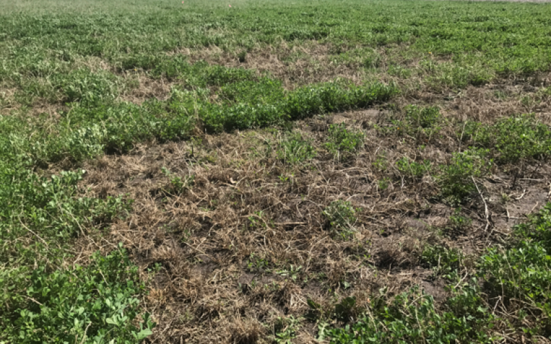 A field of green alfalfa test plots has dead patches due to winter injury of plants.