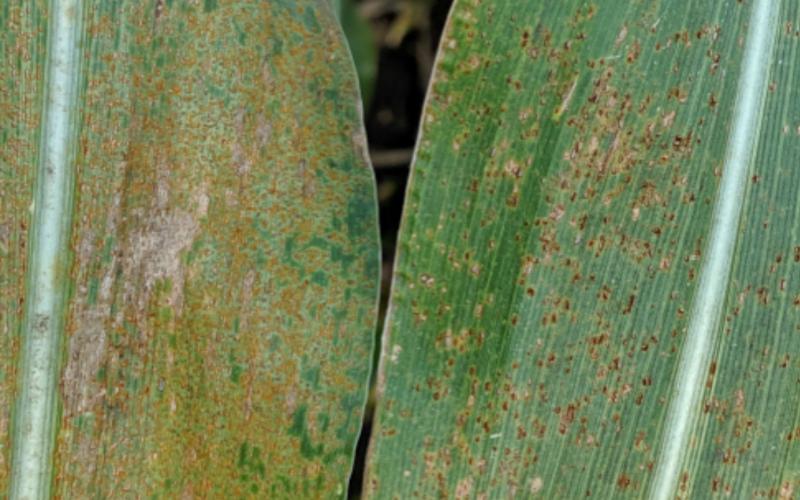 Two leaves of corn, one showing signs of Southern Rust, the other with Common Rust.