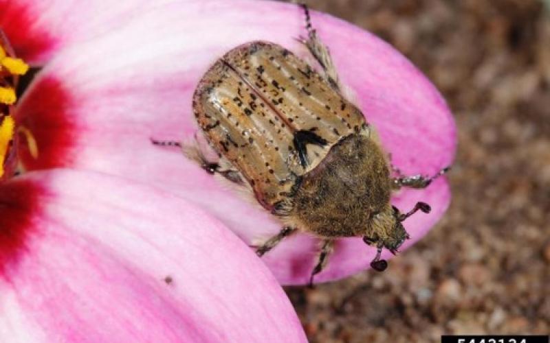 Brown beetle with hairy body with black mottled pattern.