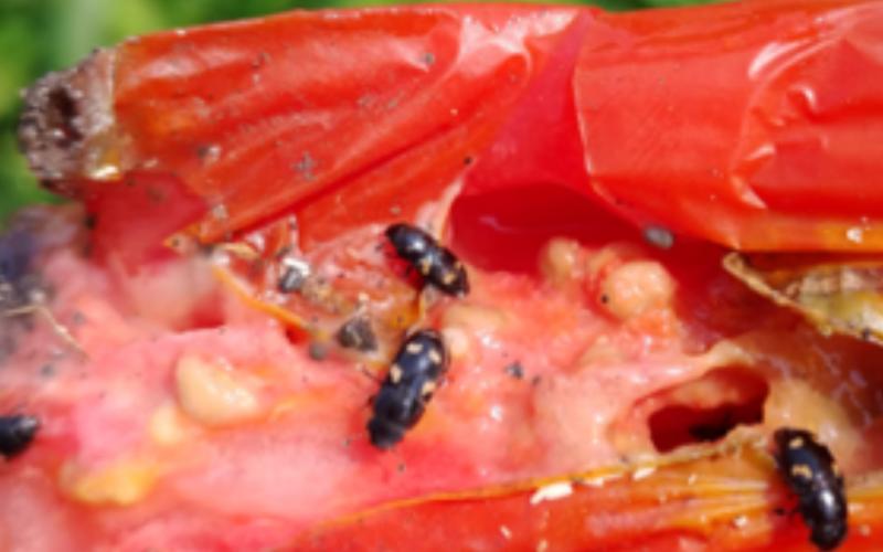 Black beetles with orange or yellow spots feeding on a ripe tomato.