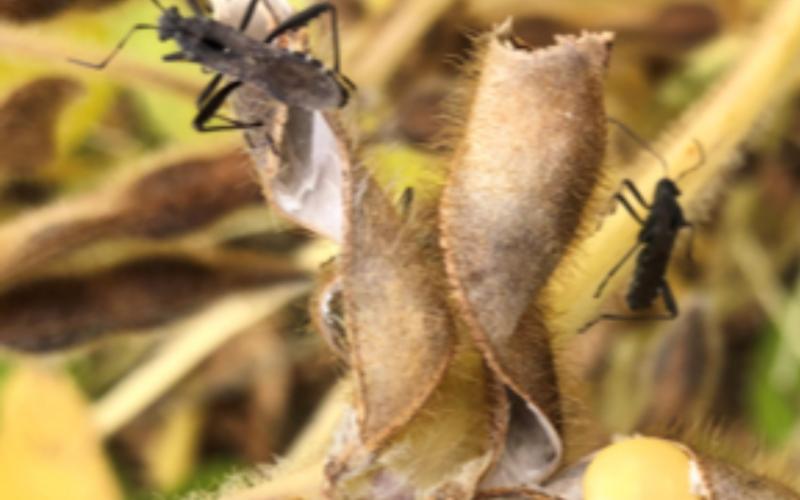 Black beetles with heads as wide as thorax on brown soybean pods.