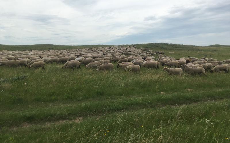 A herd of sheep foraging on leafy spurge in a grassland.