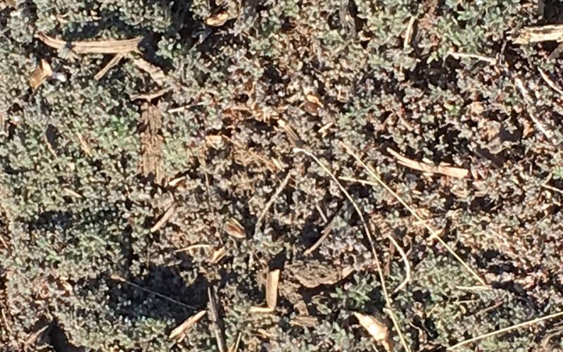 Kochia growth spreading amongst a patch of soil.