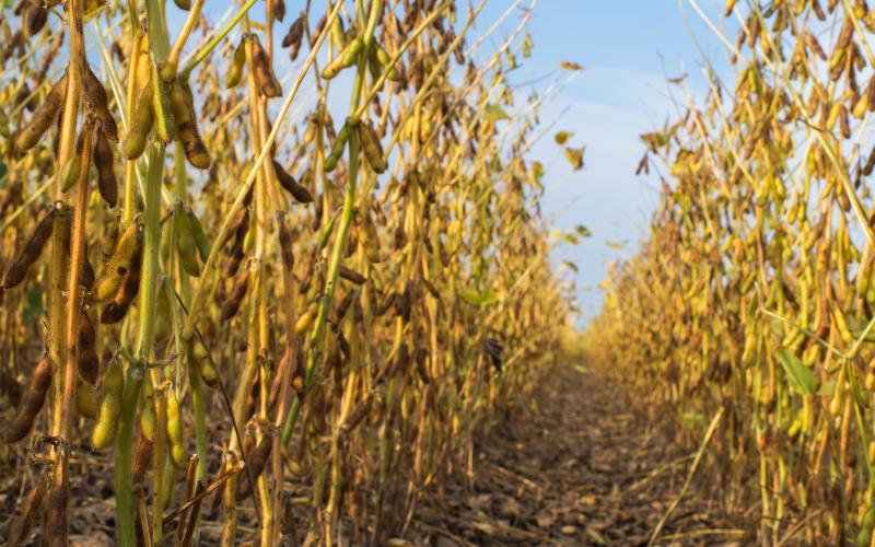 A soybean field in early fall. Plants are nearing maturity.