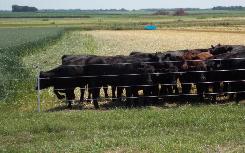 Group of calves grazing in a fenced-in area.
