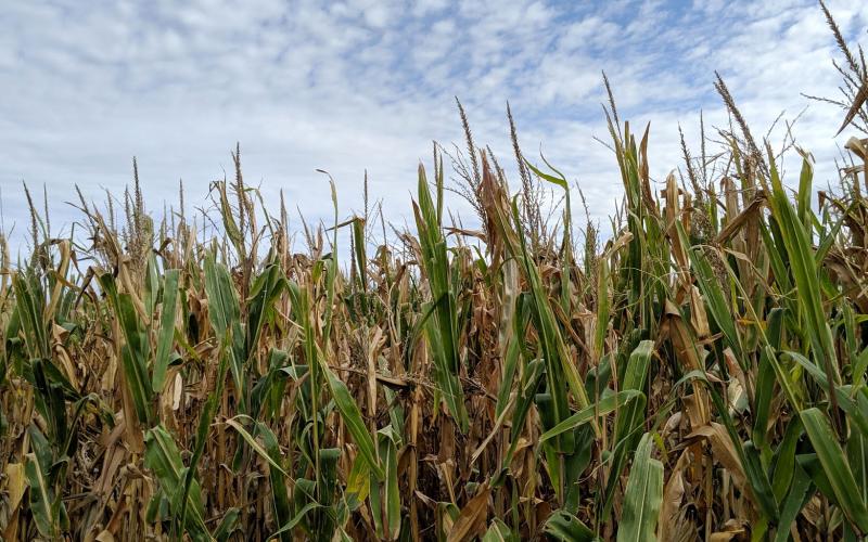 A corn field with several plants showing symptoms of stalk rot.