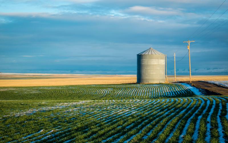 A field of green winter wheat emerging from a layer of light snow.