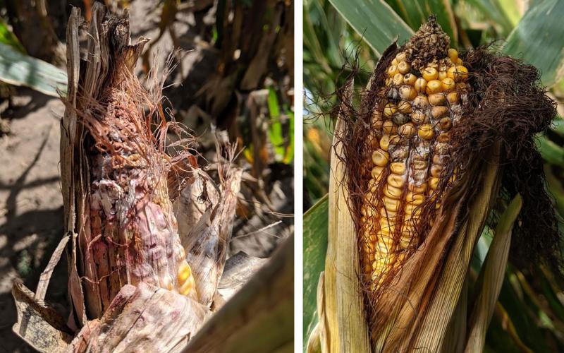 Gibberella ear rot and Fusarium spp. symptoms on two corn ears.